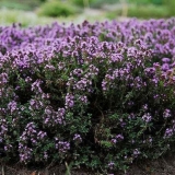 Biljka timijana: opis, gdje raste, kako se sakuplja